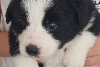 גורי בורדר קולי מתועדים