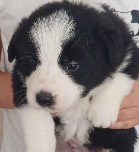 גורי בורדר קולי מתועדים