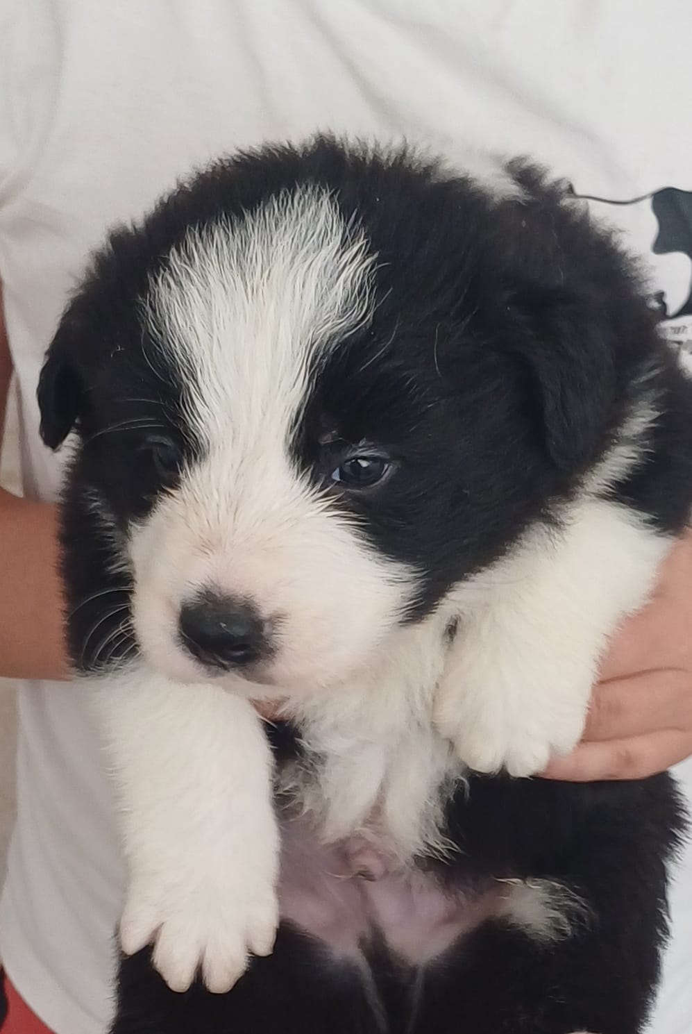 גורי בורדר קולי מתועדים