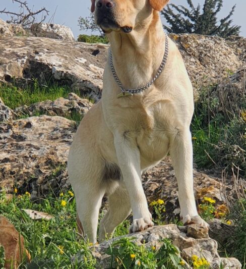 Archie לברדור רטריבר טהור גזע