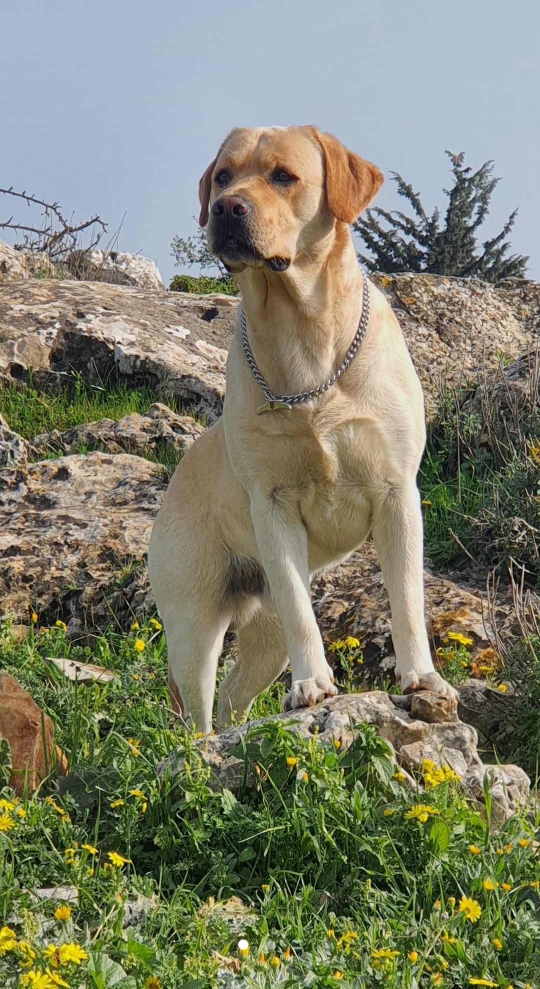 Archie לברדור רטריבר טהור גזע