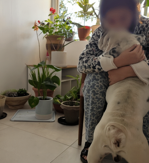 דמבו – בולדוג אנגלי בן 6 עם תעודות