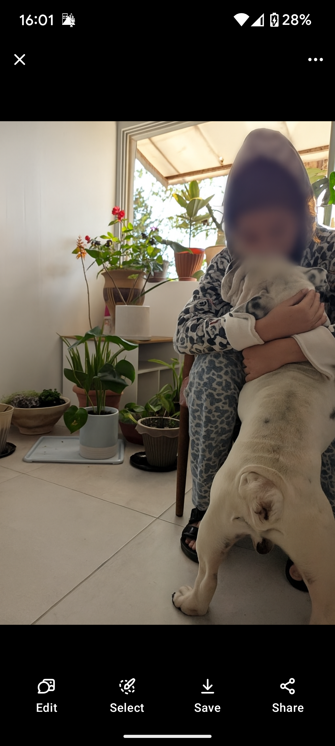 דמבו – בולדוג אנגלי בן 6 עם תעודות