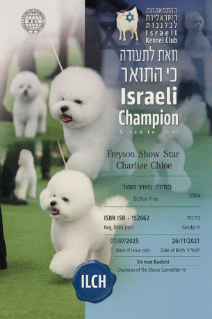 גורי בישון נדירים למכירה