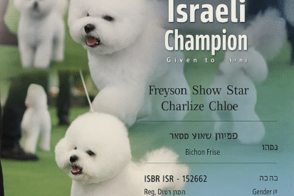 גורי בישון נדירים למכירה
