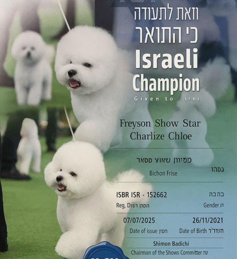 גורי בישון נדירים למכירה