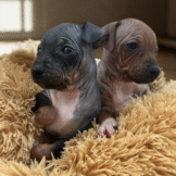 Couple 1-4