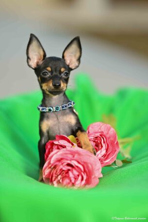 טוי רוסי קצר שיער