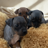 Trio 1-3-4