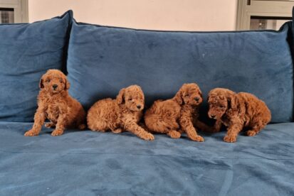 גורי פודל בינוני למכירה