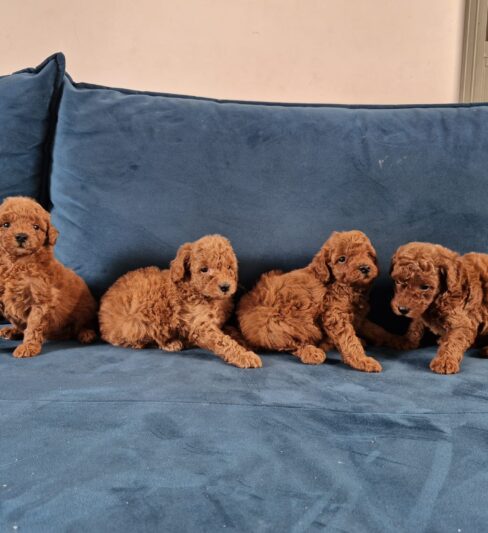 גורי פודל בינוני למכירה