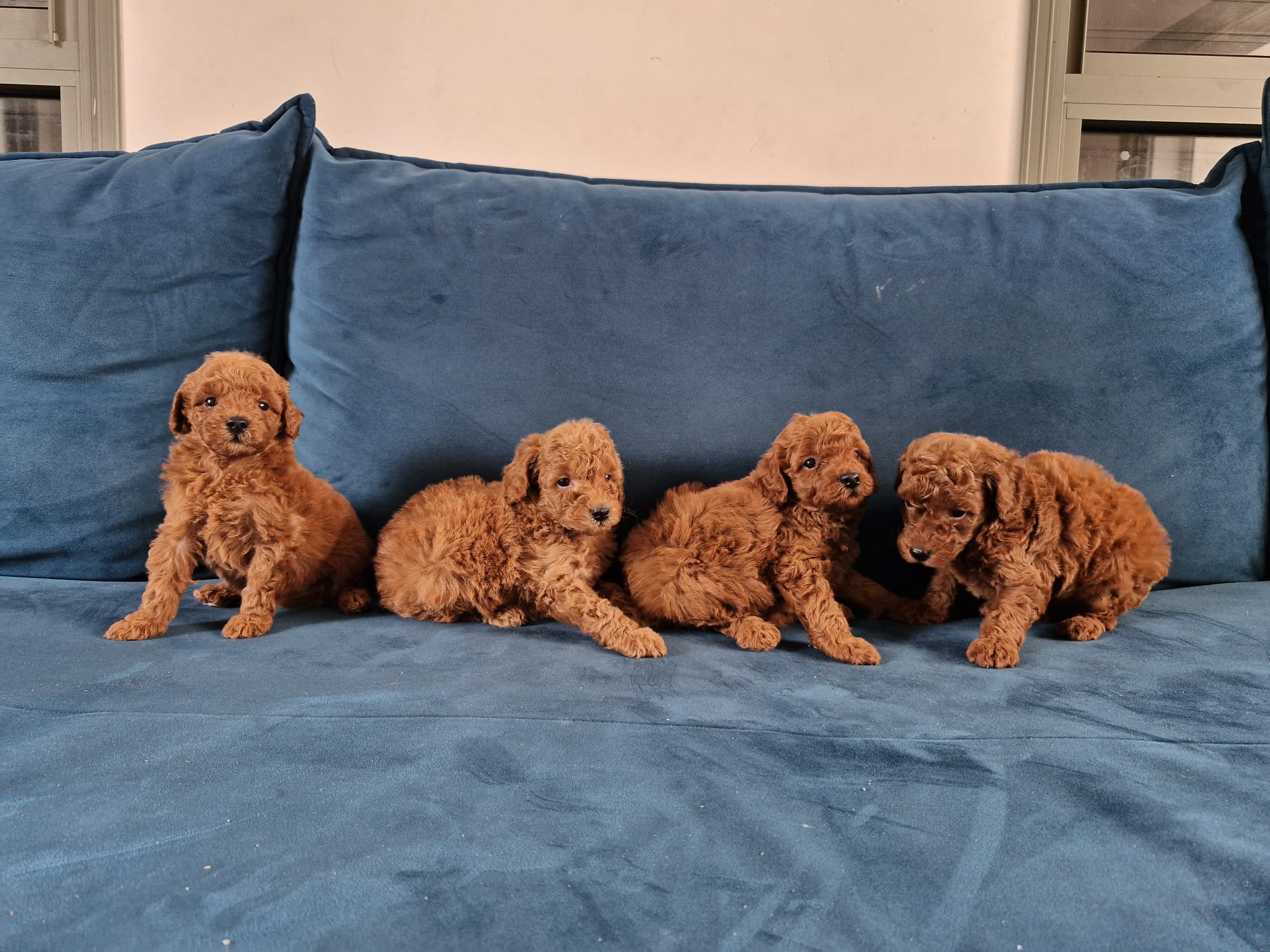 גורי פודל בינוני למכירה