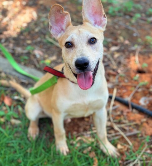דילן – “הרצליה ונתניה אוהבות חיות” – אימוץ