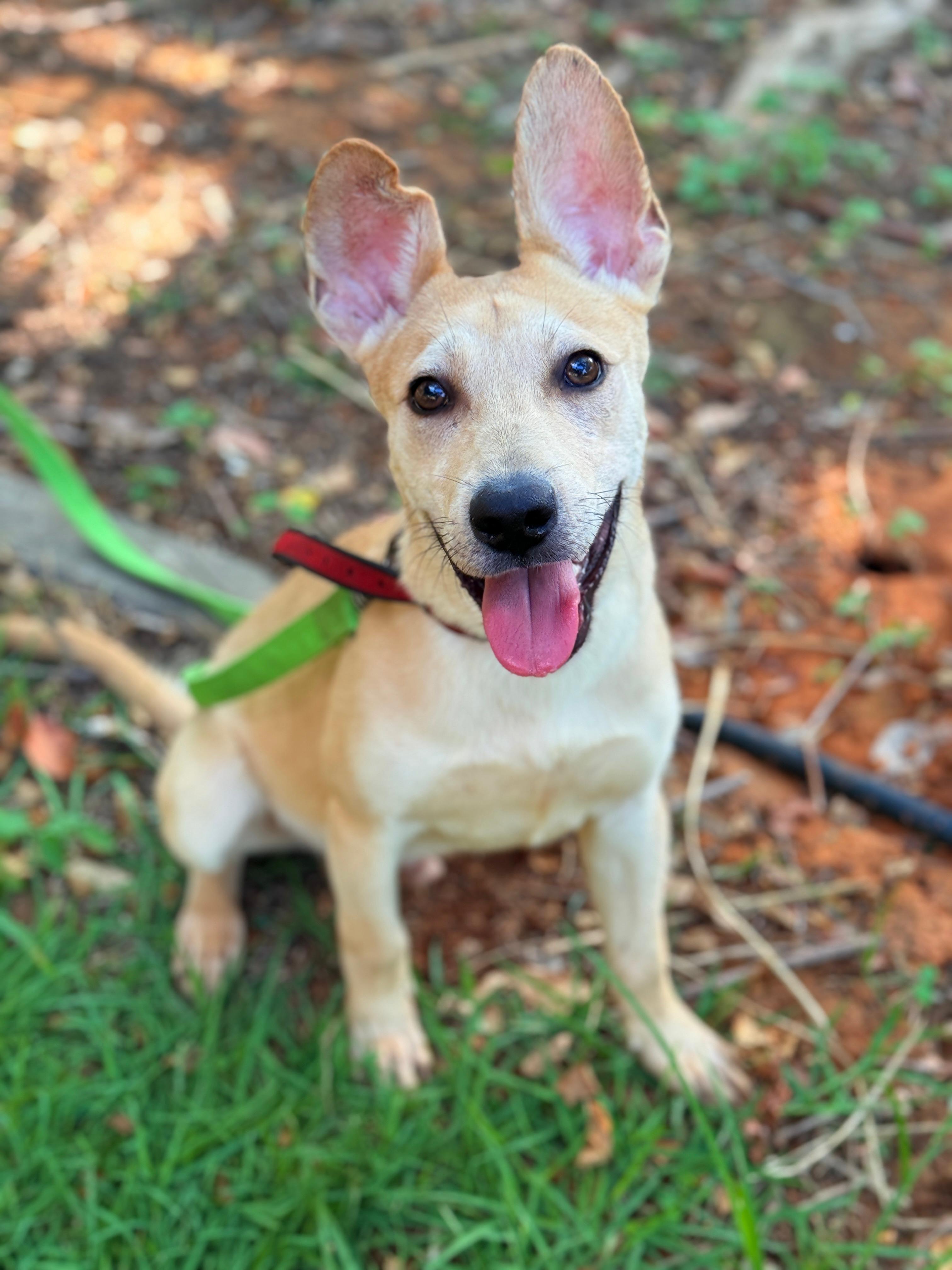 דילן – “הרצליה ונתניה אוהבות חיות” – אימוץ