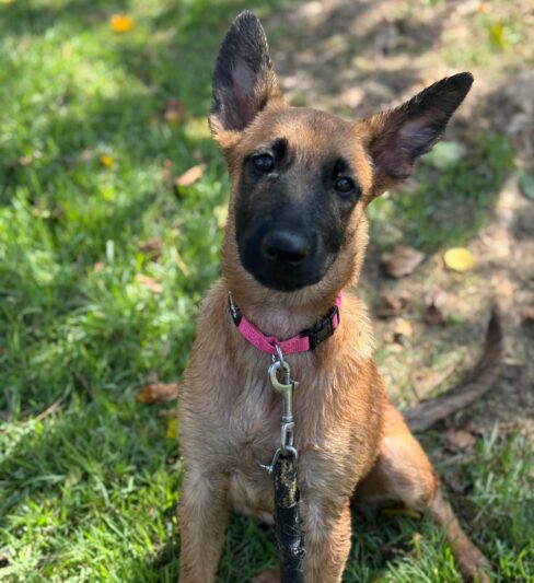 לוסי- “הרצליה ונתניה אוהבות חיות” – אימוץ