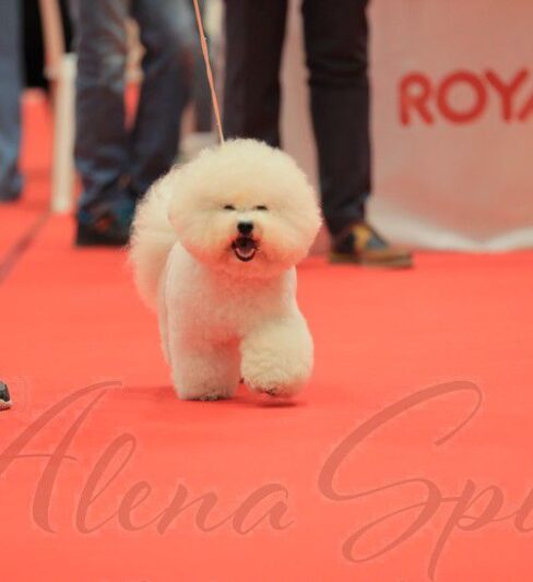 אצולת השרון-בישון פריזה