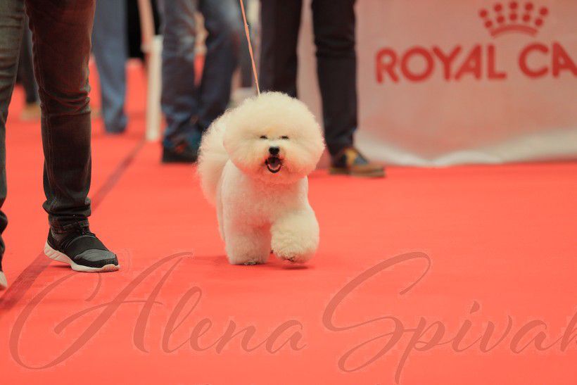 אצולת השרון-בישון פריזה
