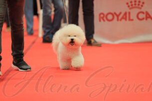 גורי בישון פריזה