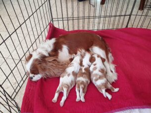 גורי קבליר קינג צ'ארלס גזעיים מתועדים