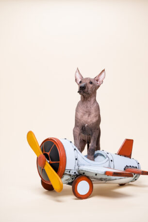 קסלואיטקינטלי - כלב מקסיקני - אפשר לקנות אהבה