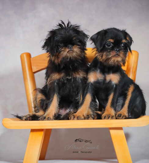 גורי גריפון בלגי מתועדים