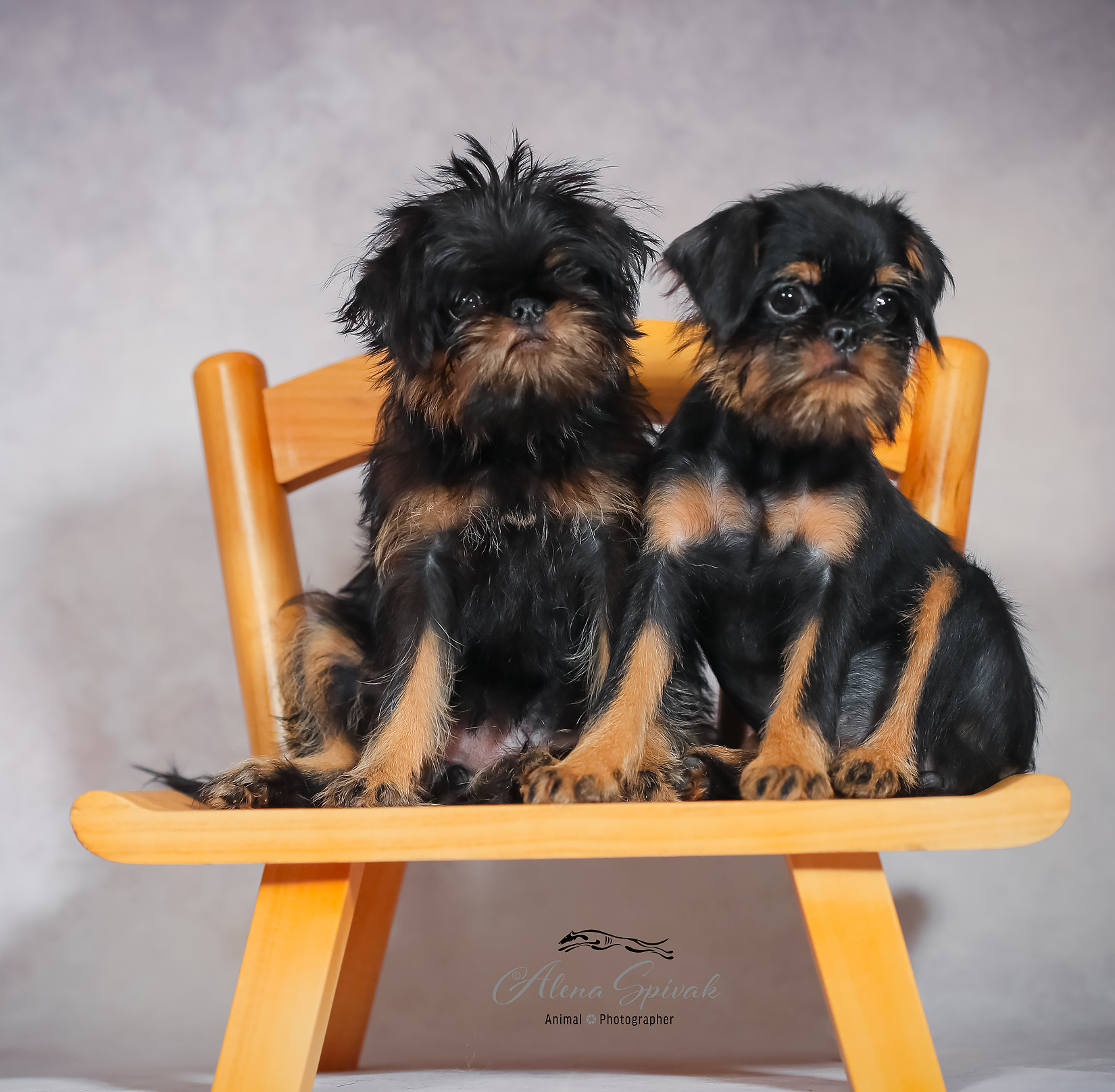 גורי גריפון בלגי מתועדים