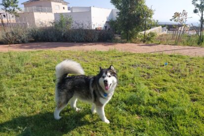 גורי אלסקן מלמוט גזעיים