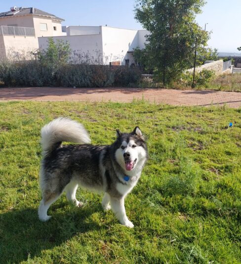 גורי אלסקן מלמוט גזעיים