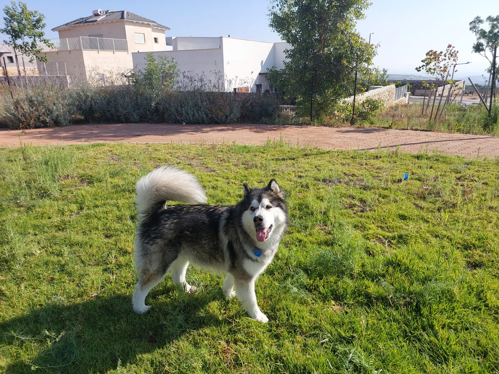 גורי אלסקן מלמוט גזעיים