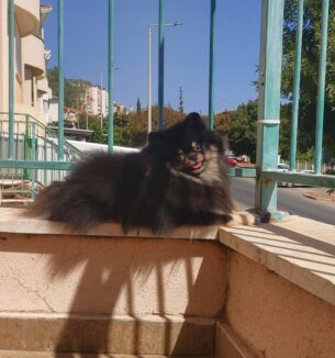 3 גורים זכרים של פומרניאן