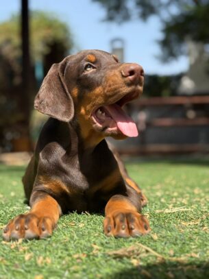 גורי דוברמן מתועדים