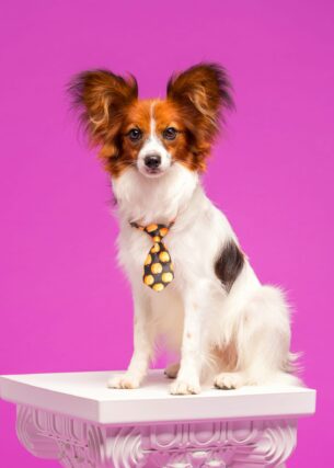 גור פפיון למכירה