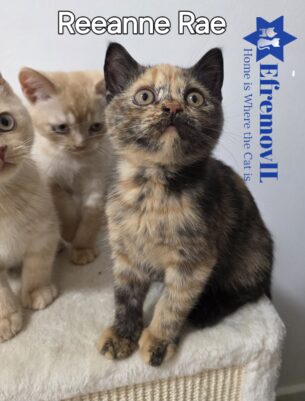 EfremovIL Reeanne Rae ​יופי נדיר: חתולה בריטית