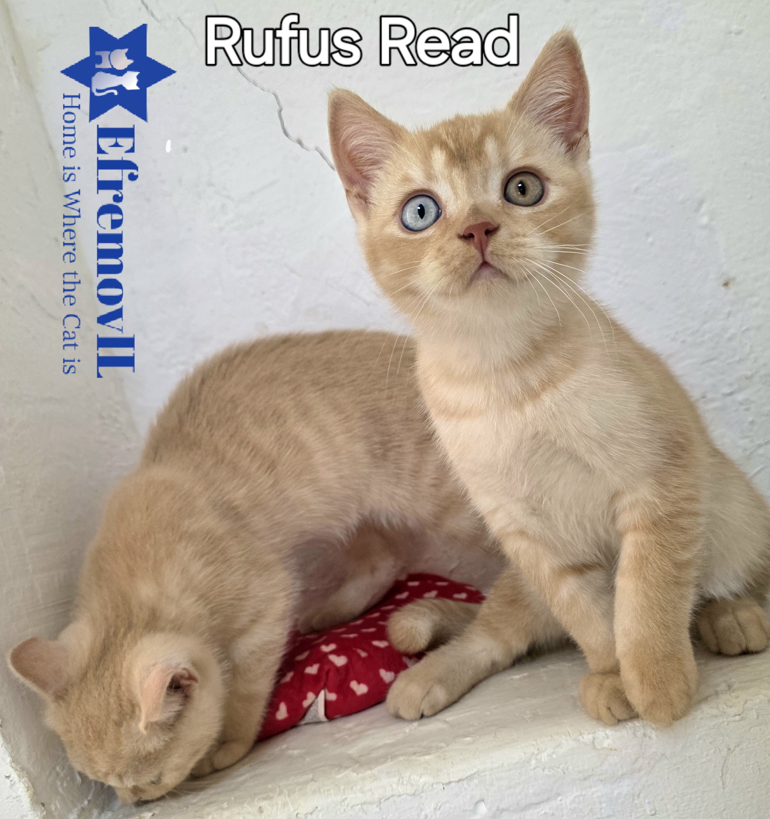 EfremovIL Rufus Read הנסיך הג’ינג’י עם העיניים המיוחדות