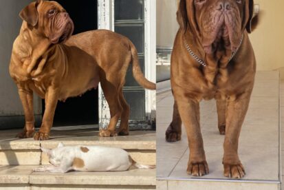 גורים דוג דה ברדו