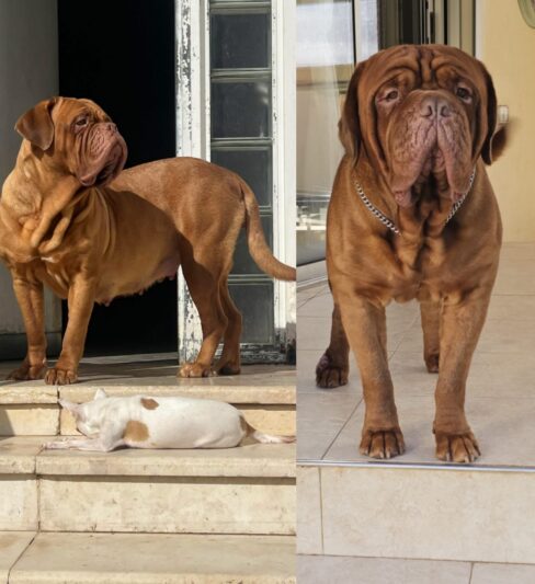 גורים דוג דה ברדו