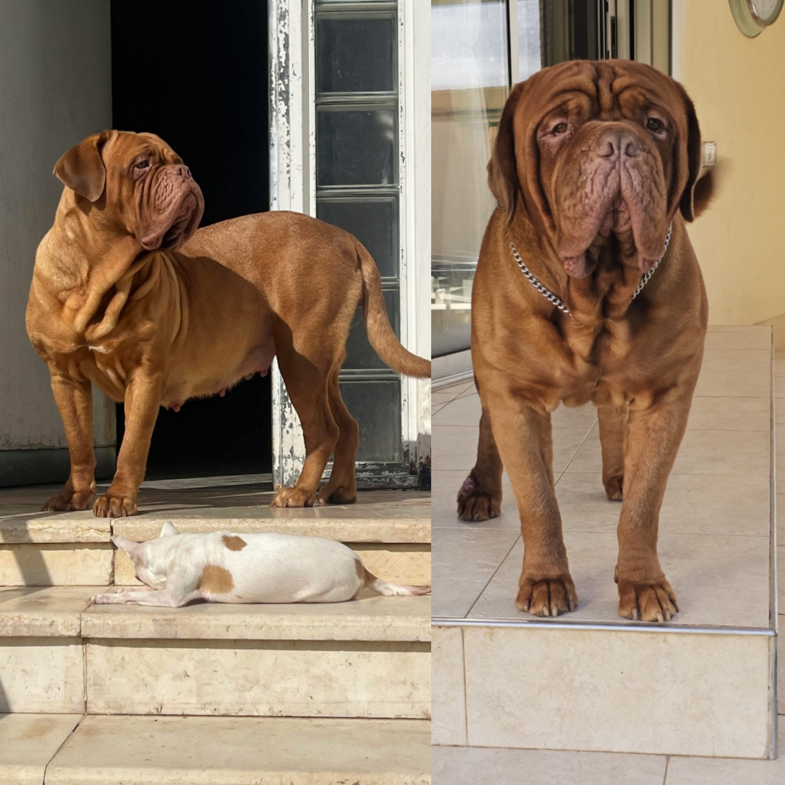 גורים דוג דה ברדו