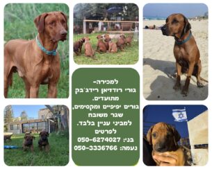 גורי רידג׳בק מהמלטה ייחודית זכר מיובא מדרום אפריקה נקבה בת של אלופת ישראל.