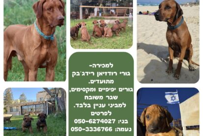 גורי רידג׳בק מהמלטה ייחודית זכר מיובא מדרום אפריקה נקבה בת של אלופת ישראל.