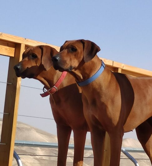 הבית של הרידג׳בק-בני ונעמה מורגנשטרן