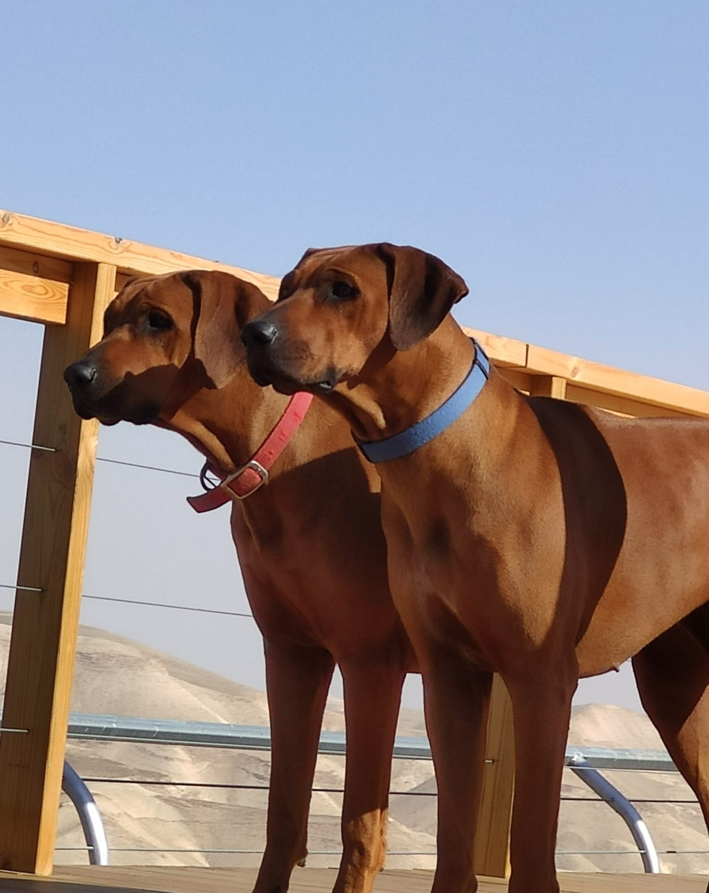 הבית של הרידג׳בק-בני ונעמה מורגנשטרן