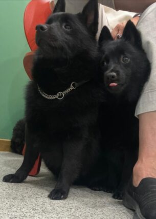 סכיפרקה כלבי הרועים הקטנים בעולם