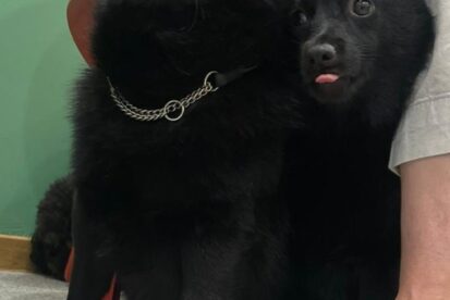 סכיפרקה כלבי הרועים הקטנים בעולם