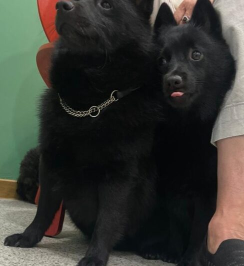 סכיפרקה כלבי הרועים הקטנים בעולם