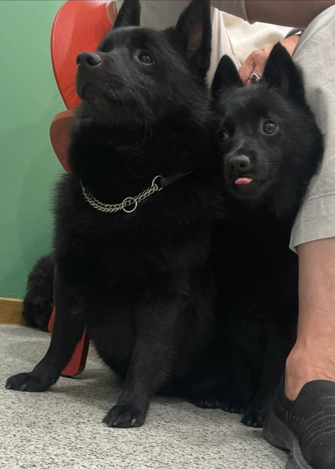 סכיפרקה כלבי הרועים הקטנים בעולם