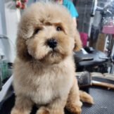 u2337-54df2701-8137-4248-bcb3-0b8bd54230c4-1_all_68394