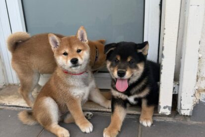 גורי שיבה אינו