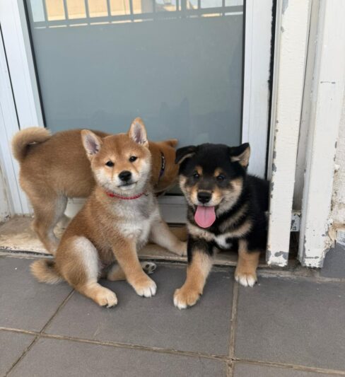 גורי שיבה אינו