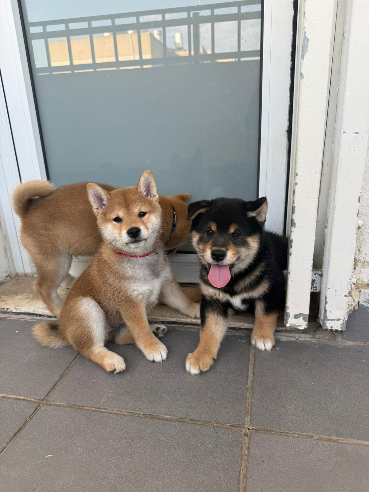 גורי שיבה אינו