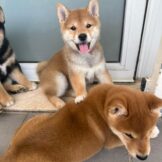 u2895-IMG-20251005-WA0028